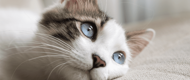 Chaton abandonné